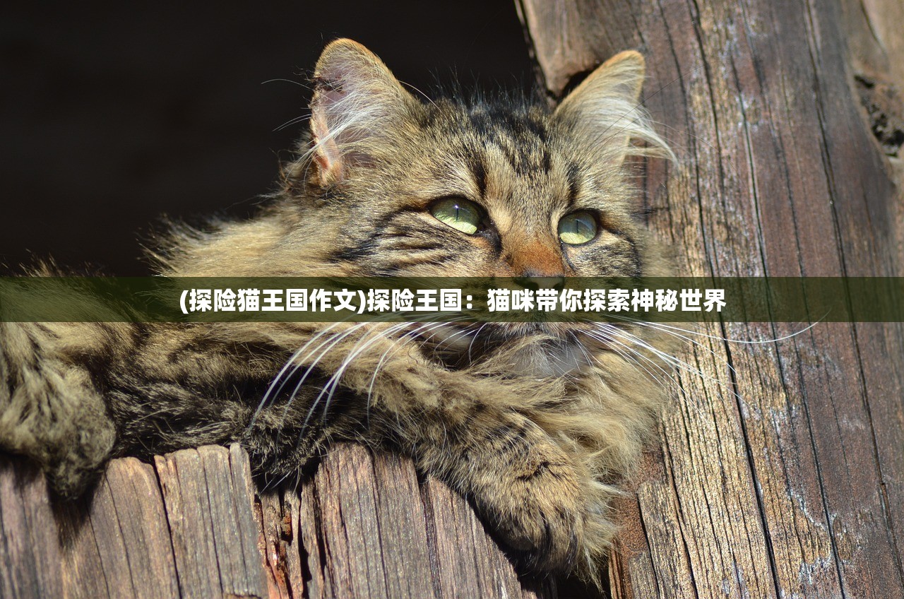 (探险猫王国作文)探险王国：猫咪带你探索神秘世界