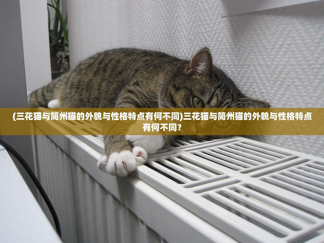 (三花猫与简州猫的外貌与性格特点有何不同)三花猫与简州猫的外貌与性格特点有何不同？