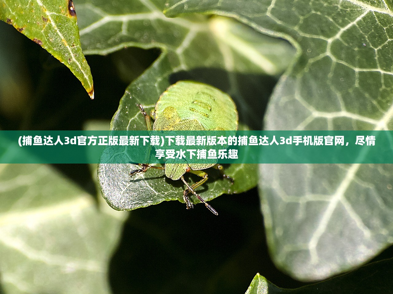 (捕鱼达人3d官方正版最新下载)下载最新版本的捕鱼达人3d手机版官网，尽情享受水下捕鱼乐趣