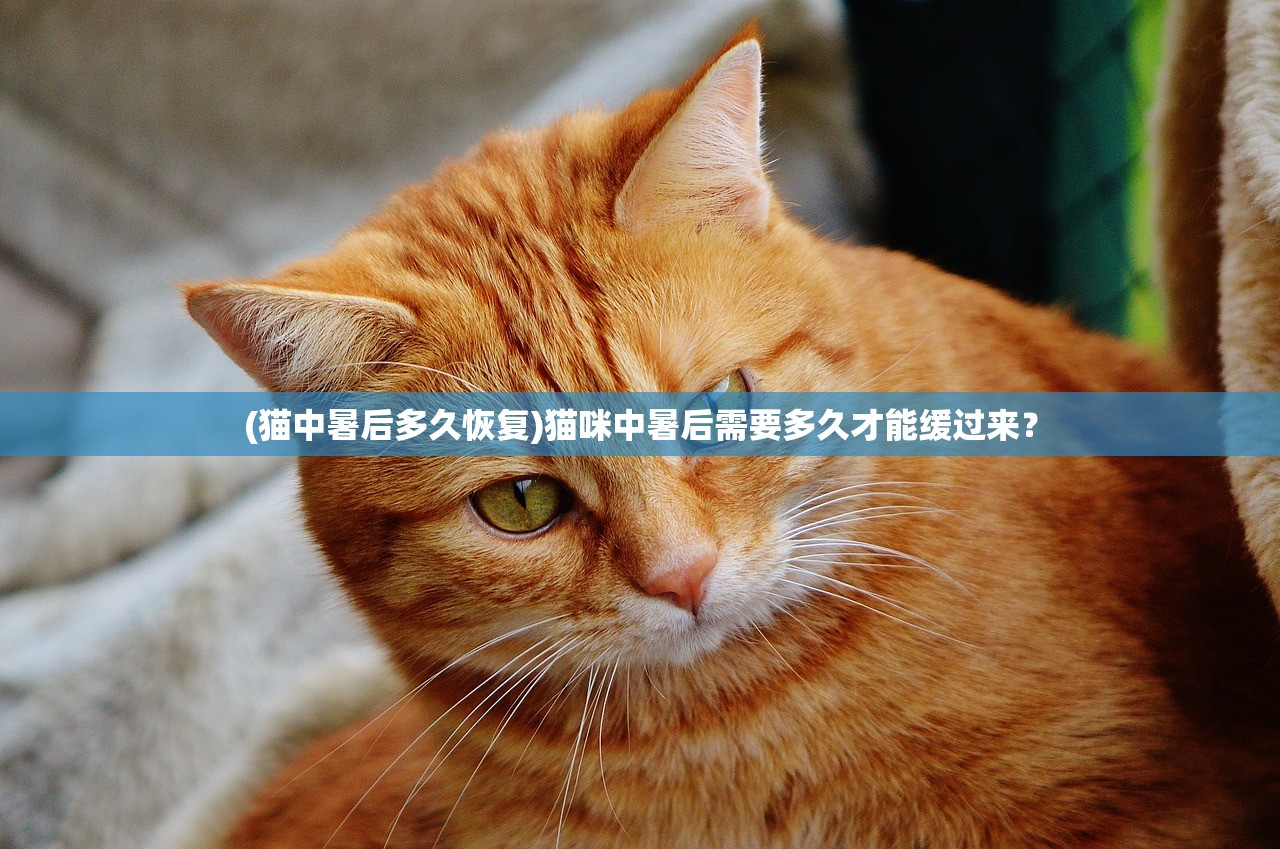 (猫中暑后多久恢复)猫咪中暑后需要多久才能缓过来？