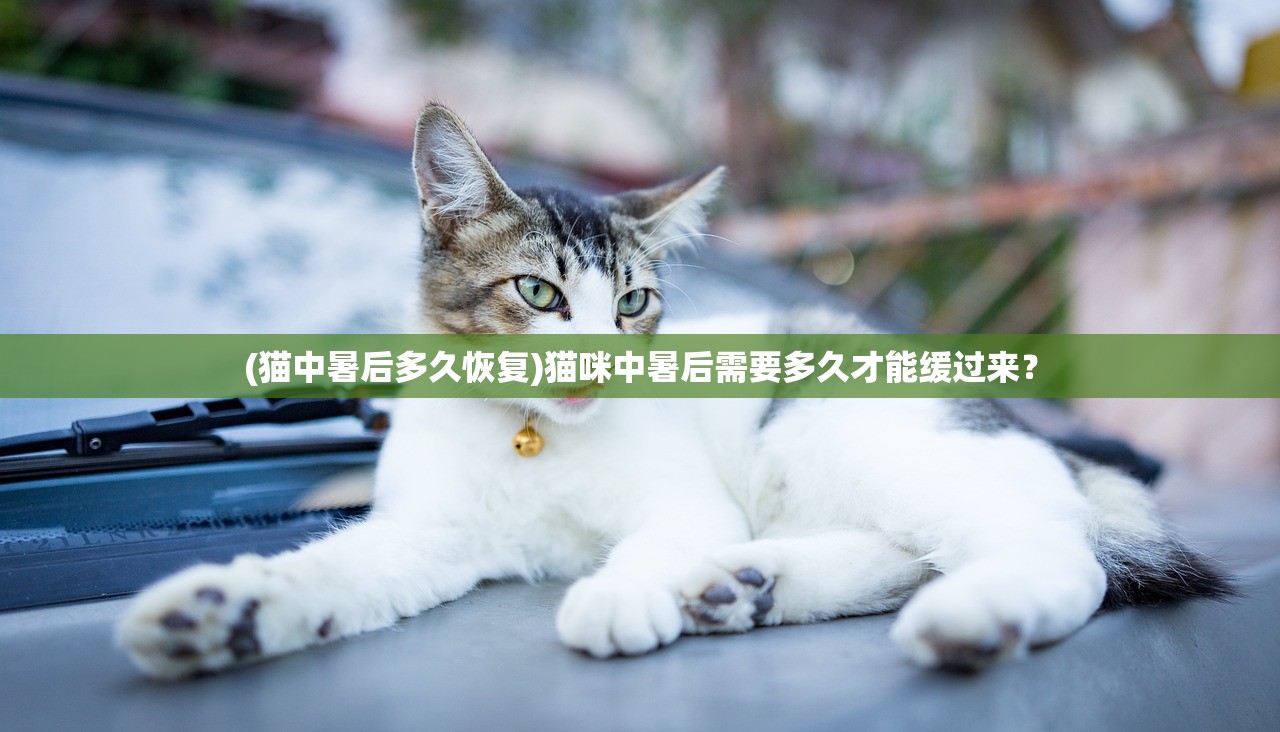 (猫中暑后多久恢复)猫咪中暑后需要多久才能缓过来？