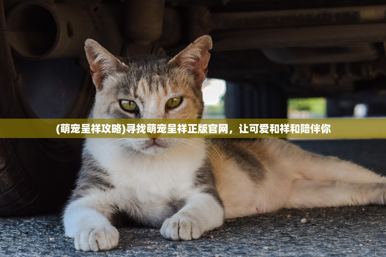 (萌宠呈祥攻略)寻找萌宠呈祥正版官网，让可爱和祥和陪伴你