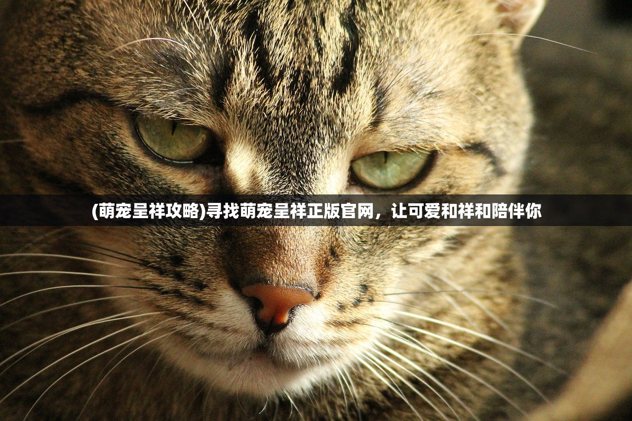(萌宠呈祥攻略)寻找萌宠呈祥正版官网，让可爱和祥和陪伴你