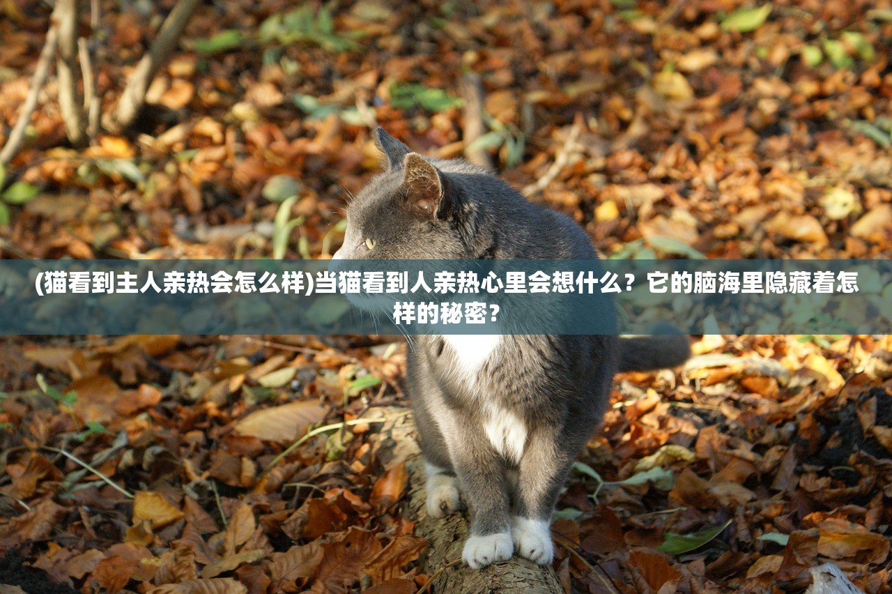 (猫看到主人亲热会怎么样)当猫看到人亲热心里会想什么？它的脑海里隐藏着怎样的秘密？