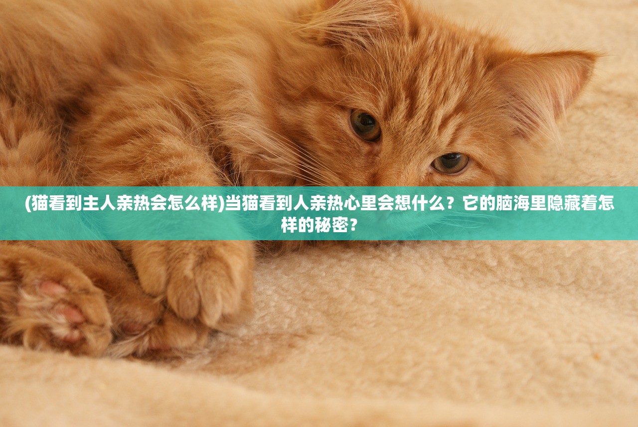 (猫看到主人亲热会怎么样)当猫看到人亲热心里会想什么？它的脑海里隐藏着怎样的秘密？