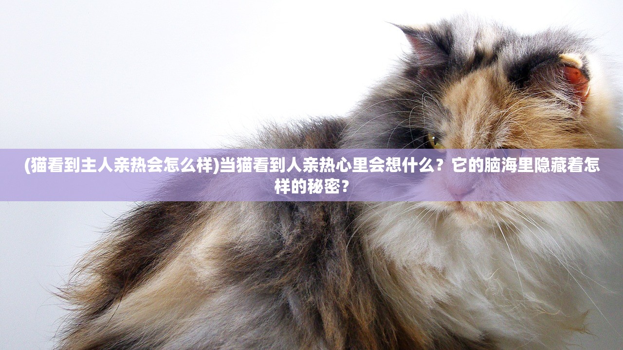 (猫看到主人亲热会怎么样)当猫看到人亲热心里会想什么？它的脑海里隐藏着怎样的秘密？