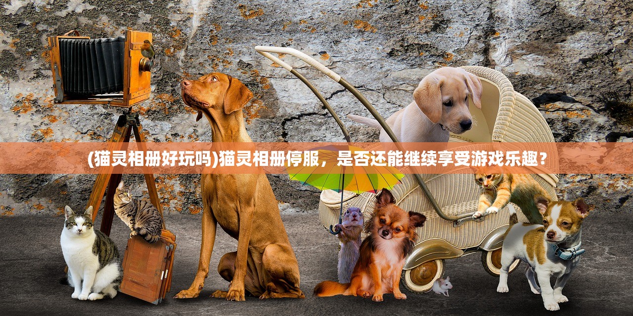 (猫灵相册好玩吗)猫灵相册停服，是否还能继续享受游戏乐趣？