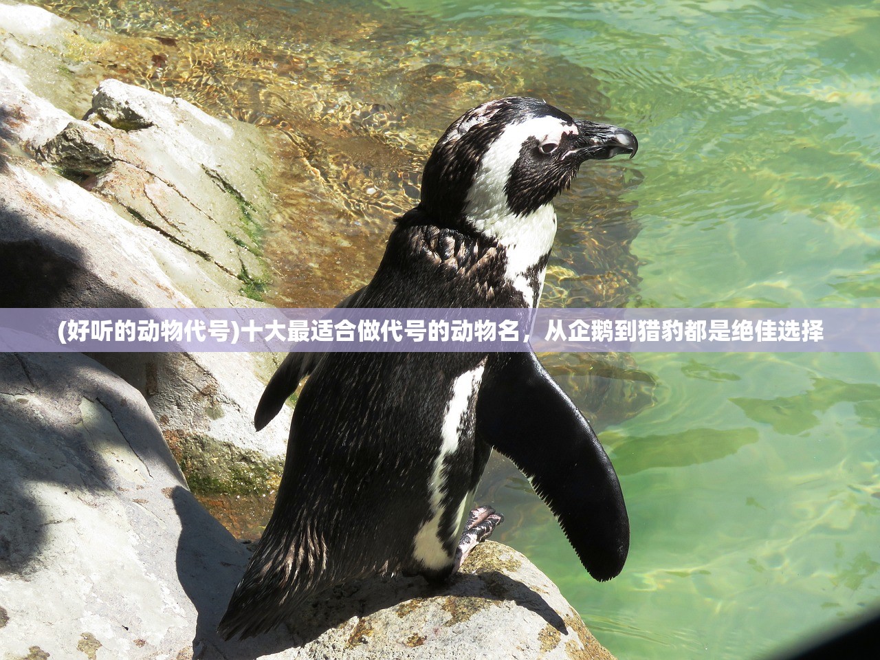 (全民祖玛折扣)关于全民祖玛账号转让与卖号的深度探讨