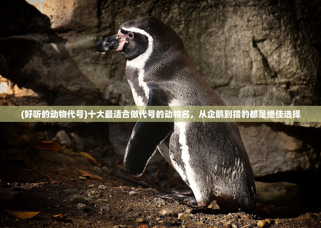 (好听的动物代号)十大最适合做代号的动物名，从企鹅到猎豹都是绝佳选择
