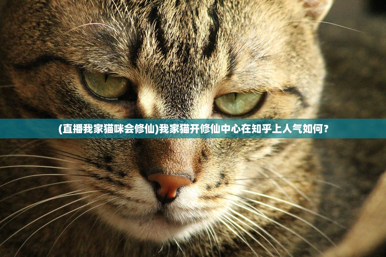 (直播我家猫咪会修仙)我家猫开修仙中心在知乎上人气如何？