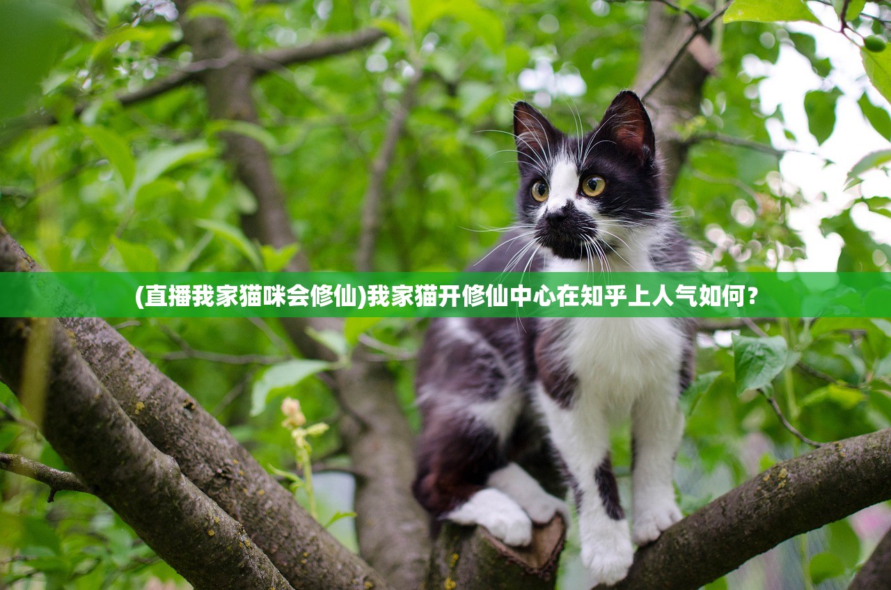 (直播我家猫咪会修仙)我家猫开修仙中心在知乎上人气如何？