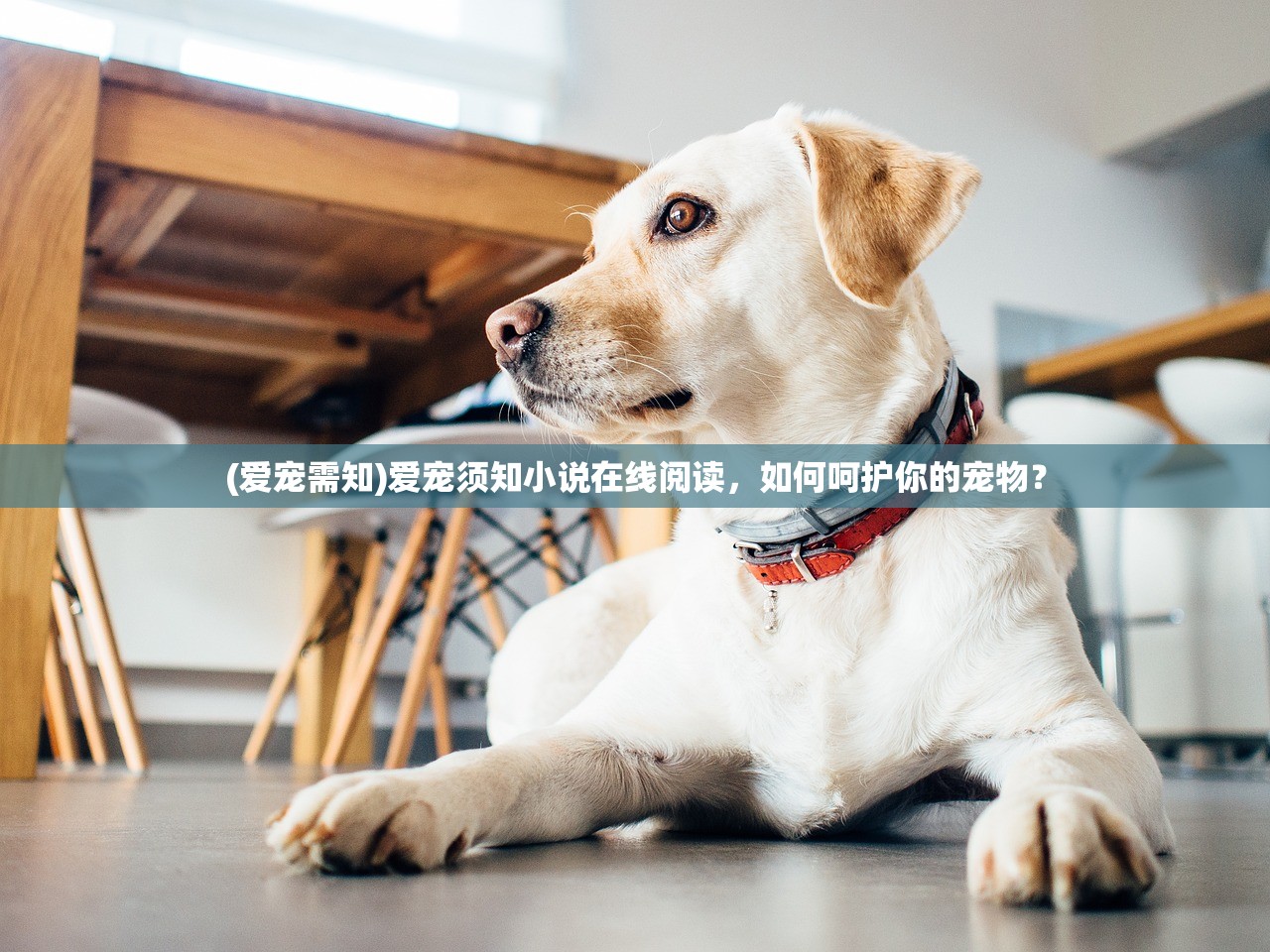 (天界篇没后续的原因 军国主义价值观)天界篇没后续的原因探究及其影响分析
