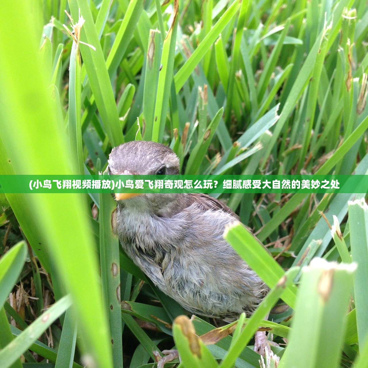 (仙道奇侠手游下载)仙道奇侠手游，探索奇幻世界的无限魅力