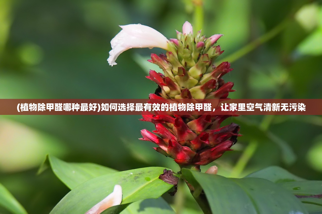 (荣耀时刻访谈节目是什么)荣耀时刻访谈节目，聚焦嘉宾背后的故事与成就