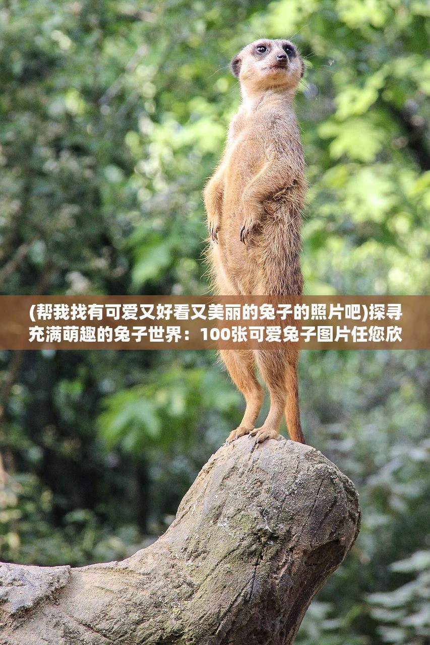 (全明星足球赛外婆的澎湖湾)全明星足球赛，激情与荣耀的赛场盛宴