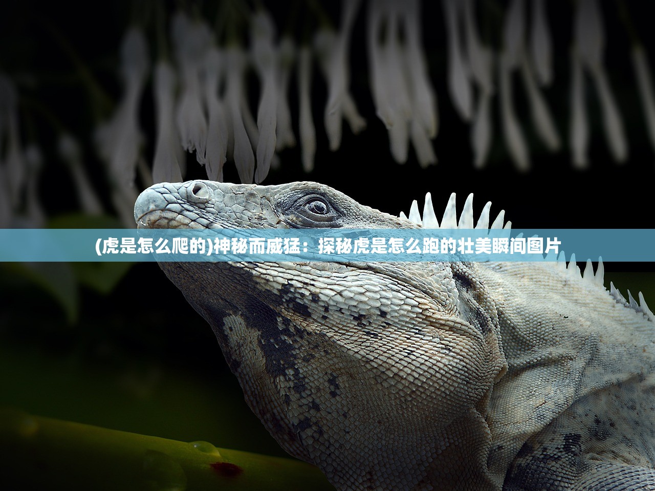 (帝王霸业传奇手游官网)帝王霸业，权力、战略与统治的艺术
