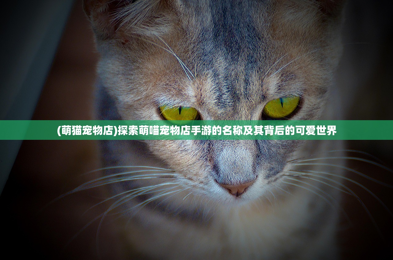 (机甲战队最强机甲排名)揭秘机甲战队，探寻最强机甲的荣耀之路