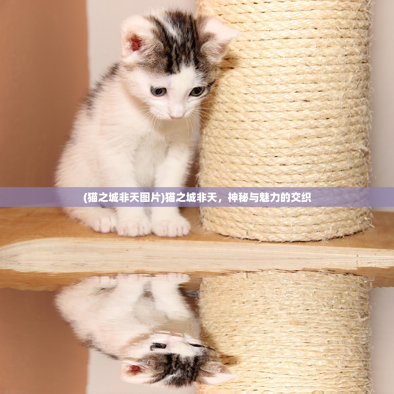(天才枪手演员列表丁程鑫是谁)天才枪手演员列表揭秘，探究电影背后的故事与人物风采