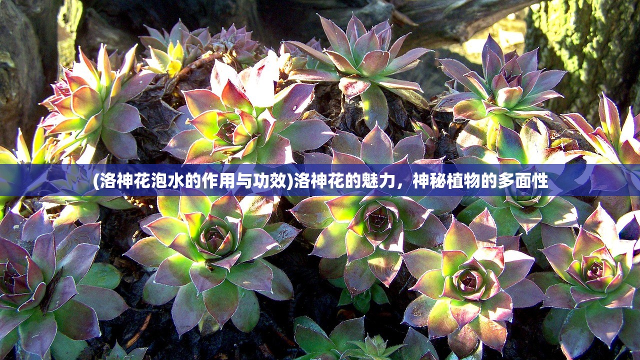 (狗头大作战所有卡牌片)狗头大作战全卡牌解析与策略指南