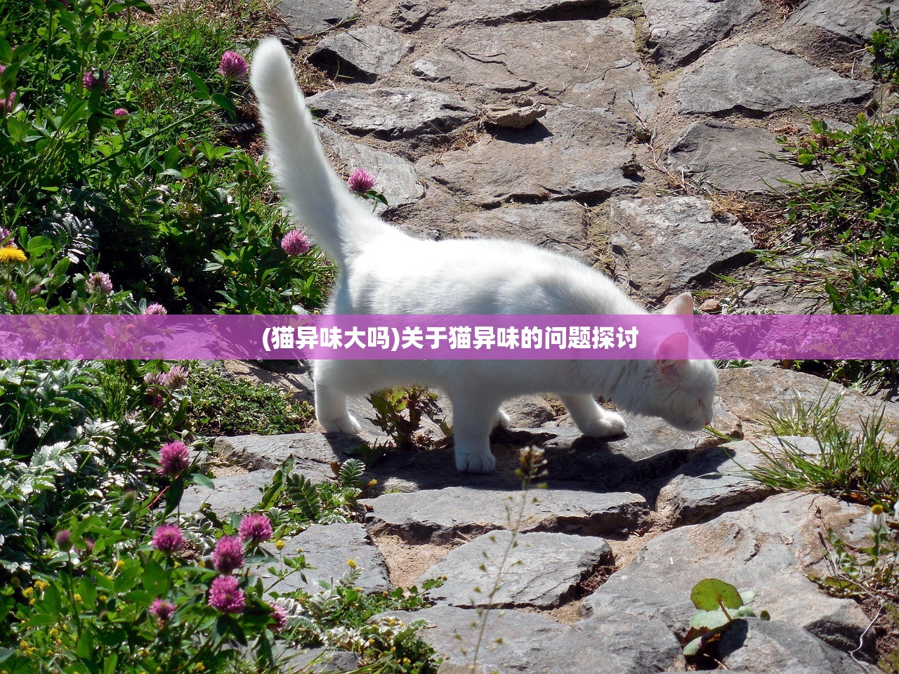 (仙境传说最后的诗歌任务点灯台)仙境传说最后的诗歌，探寻传说之谜与诗意的交融
