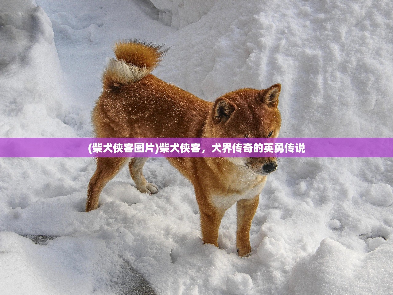 (筑梦颂史低多少钱)筑梦颂史低，探寻背后的价值与意义