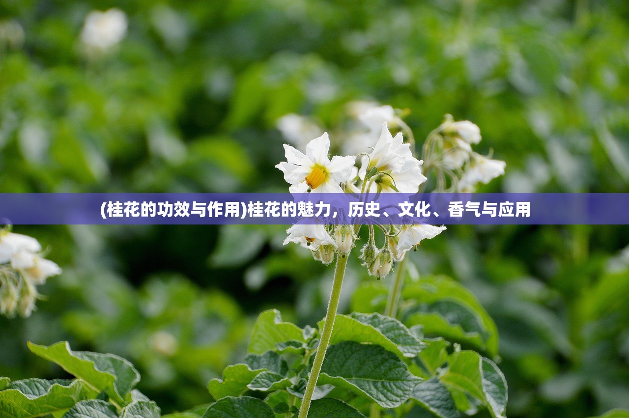 (斩魔问道之仙剑情缘是骗局吗是真的吗)斩魔问道之仙剑情缘是骗局吗？深度分析与探讨