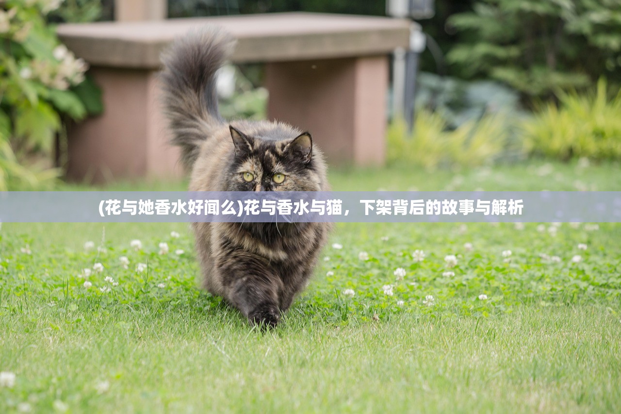 (我叫mt平民橙卡阵容2021)我叫MT平民橙卡顺序攻略，打造最强平民卡牌组合