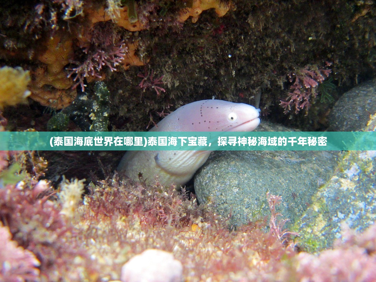 (航海王热血航线橘子镇营救海盗)航海王热血航线橘子镇营救船长行动全面解析