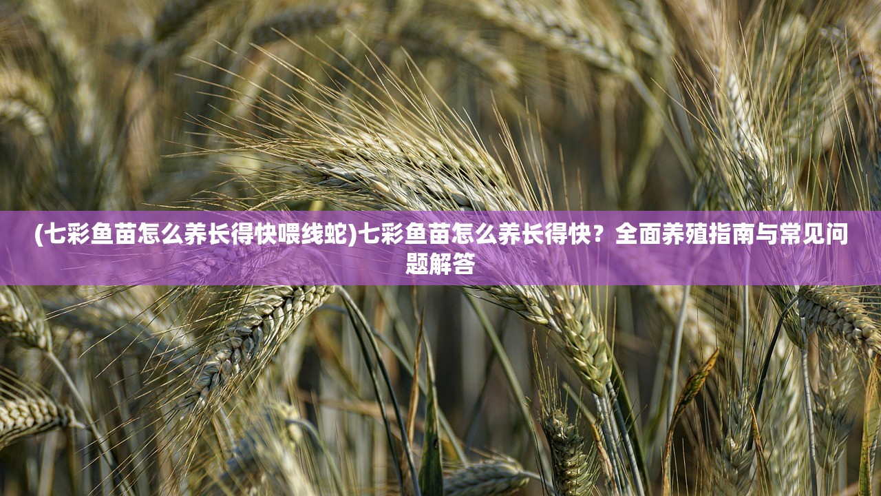 (砖石精灵礼包)砖石精灵折扣号，游戏爱好者的福音