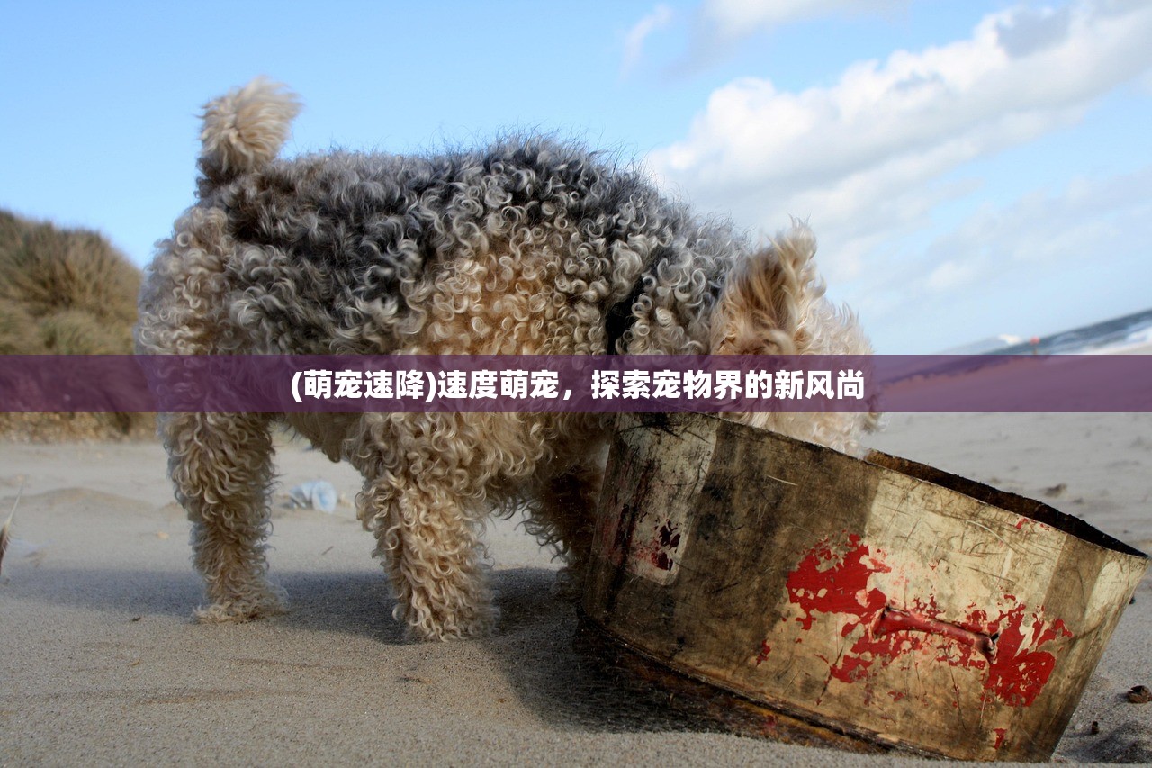 (烈火骑士第二季在线观看)烈火骑士第二季，热血重燃，冒险再启