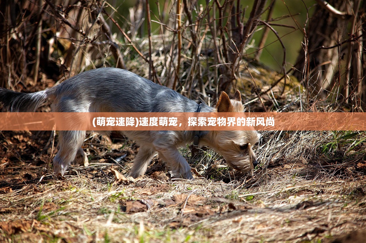 (电视剧《大英雄》)大英雄第5集，深度解析与探讨