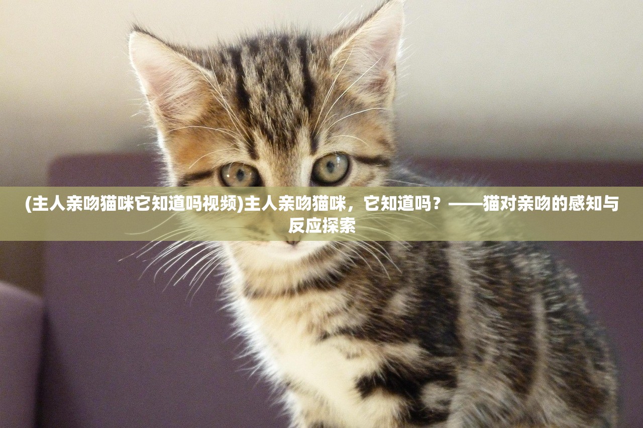 (主人亲吻猫咪它知道吗视频)主人亲吻猫咪，它知道吗？——猫对亲吻的感知与反应探索