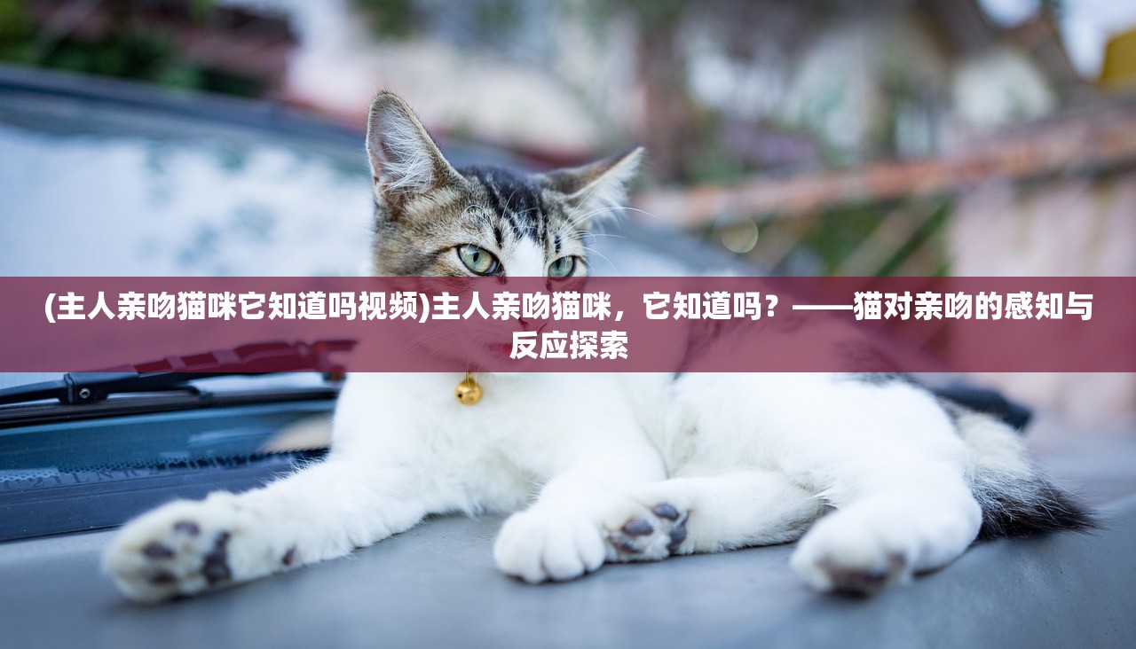 (主人亲吻猫咪它知道吗视频)主人亲吻猫咪，它知道吗？——猫对亲吻的感知与反应探索