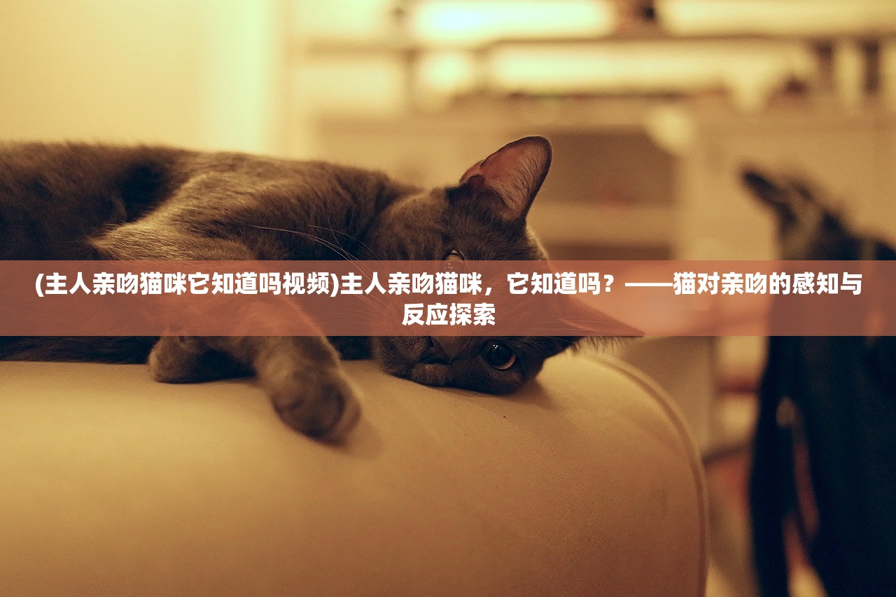 (主人亲吻猫咪它知道吗视频)主人亲吻猫咪，它知道吗？——猫对亲吻的感知与反应探索