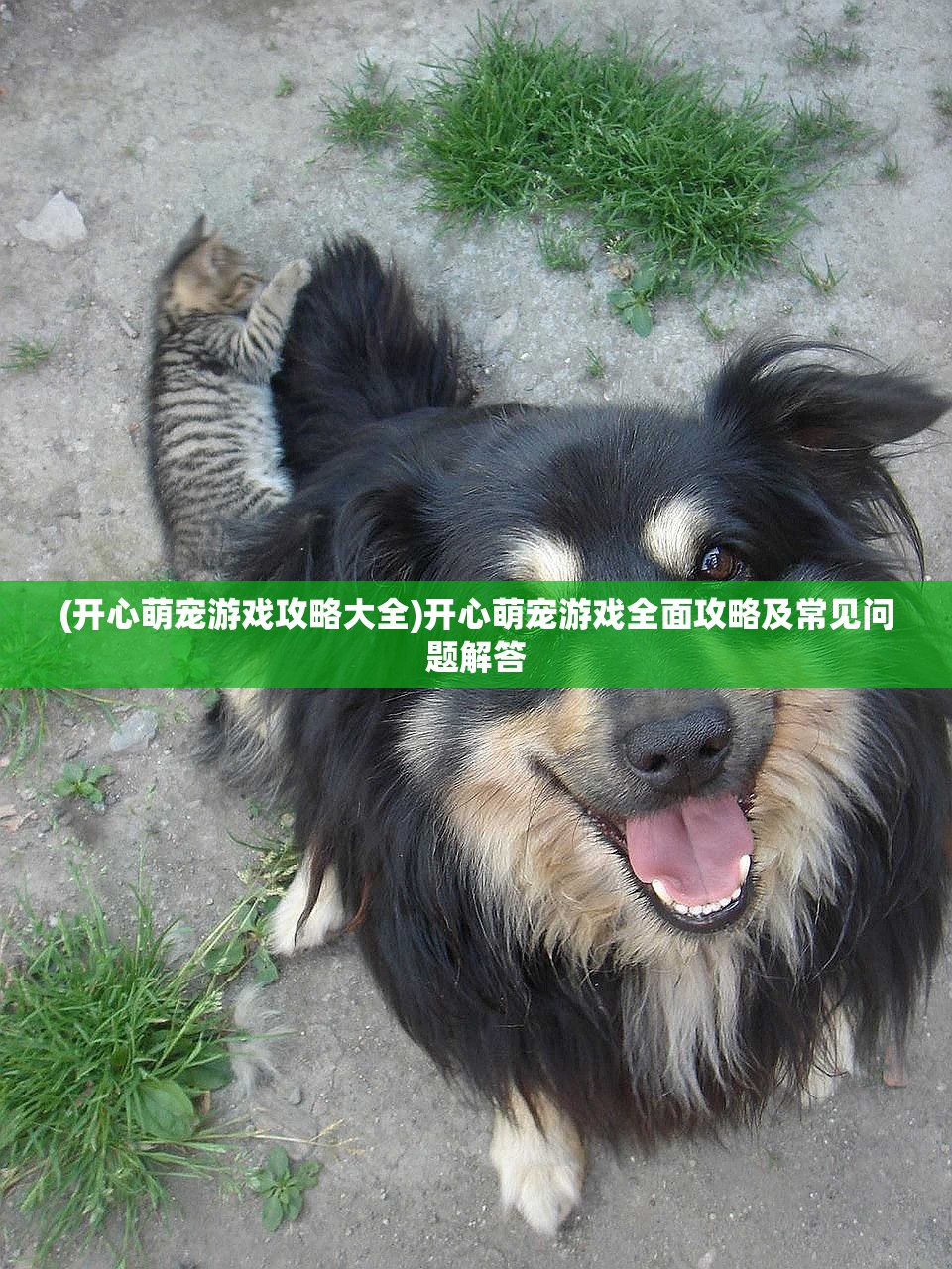 (开心萌宠游戏攻略大全)开心萌宠游戏全面攻略及常见问题解答