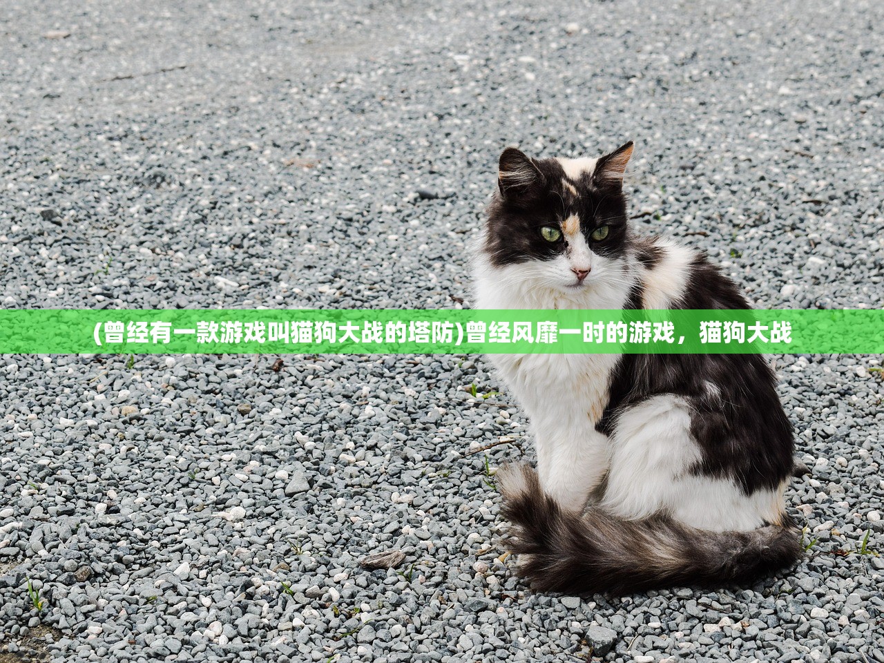 (曾经有一款游戏叫猫狗大战的塔防)曾经风靡一时的游戏，猫狗大战