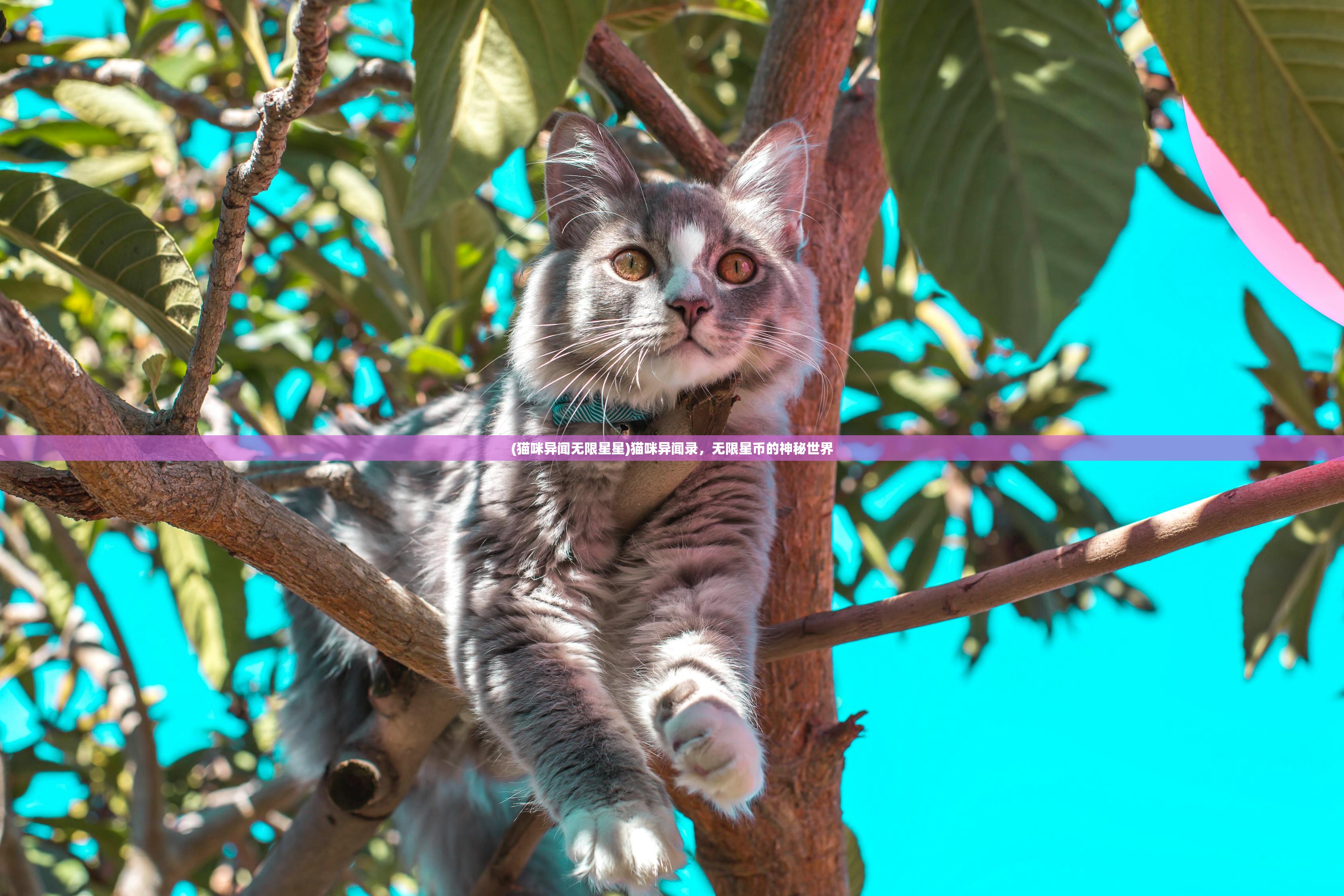 (猫咪异闻无限星星)猫咪异闻录，无限星币的神秘世界