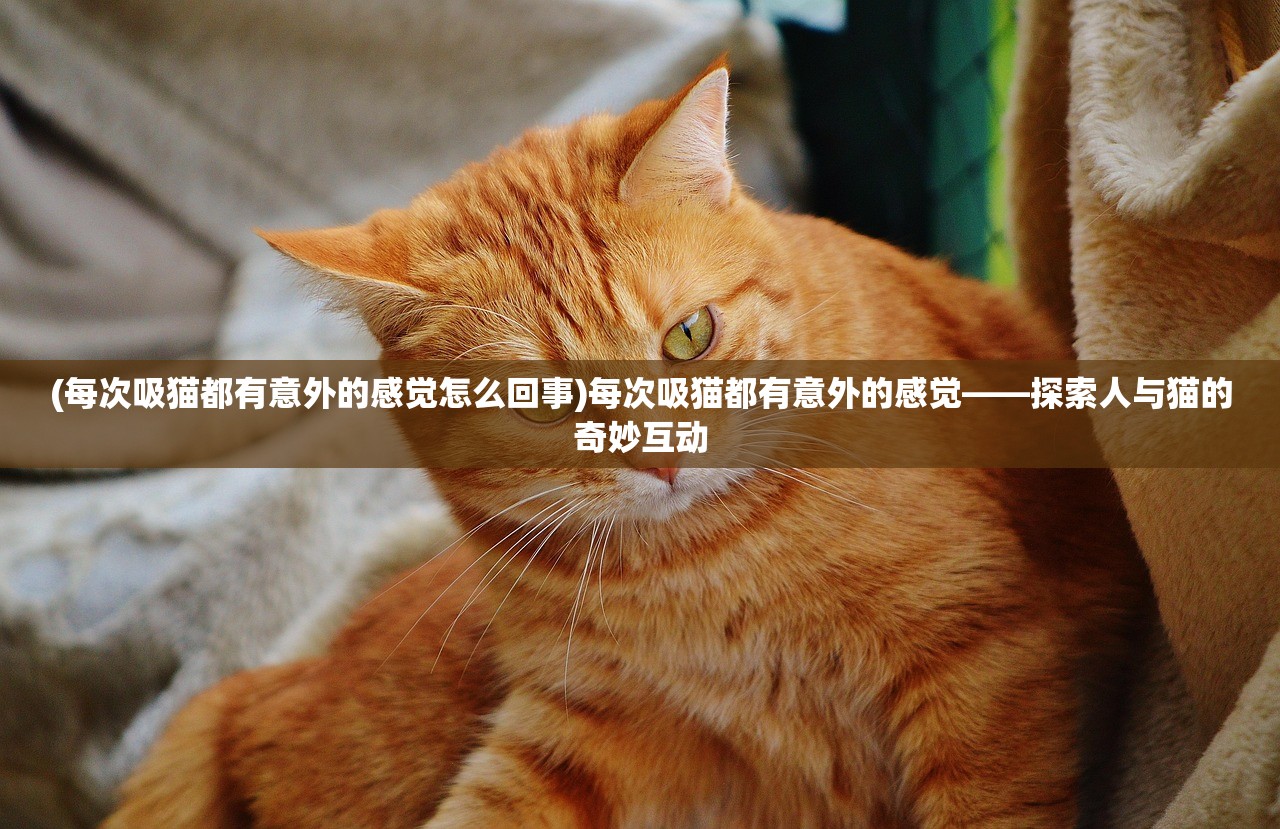 (每次吸猫都有意外的感觉怎么回事)每次吸猫都有意外的感觉——探索人与猫的奇妙互动