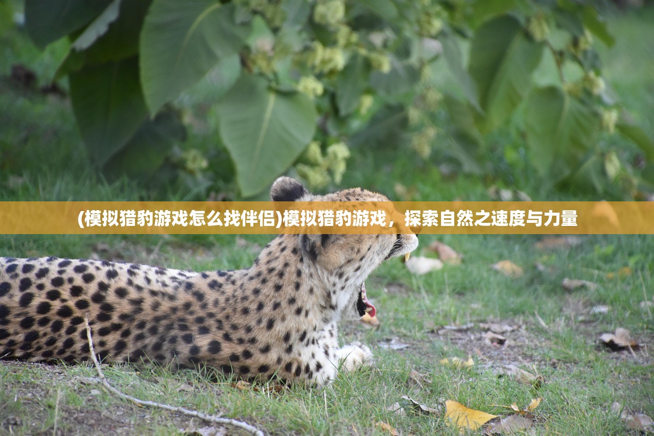 (模拟猎豹游戏怎么找伴侣)模拟猎豹游戏，探索自然之速度与力量