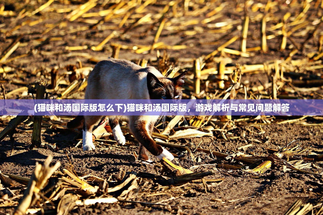 (猫咪和汤国际版怎么下)猫咪和汤国际版，游戏解析与常见问题解答