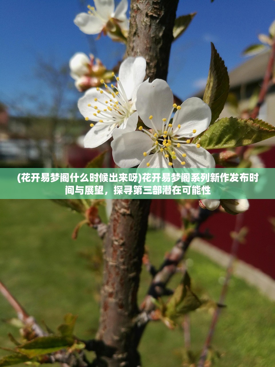 (花开易梦阁什么时候出来呀)花开易梦阁系列新作发布时间与展望，探寻第三部潜在可能性