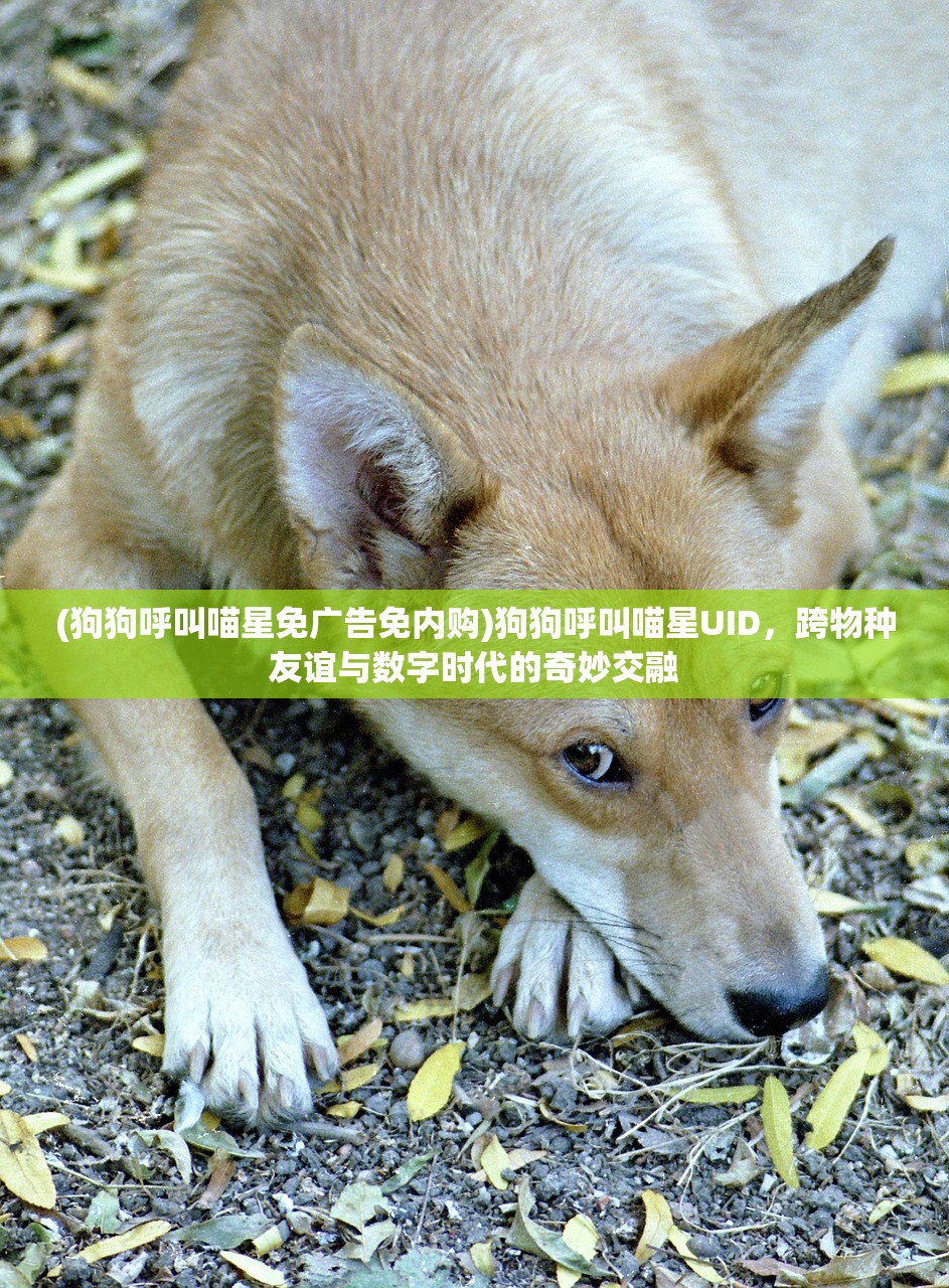 (狗狗呼叫喵星免广告免内购)狗狗呼叫喵星UID，跨物种友谊与数字时代的奇妙交融