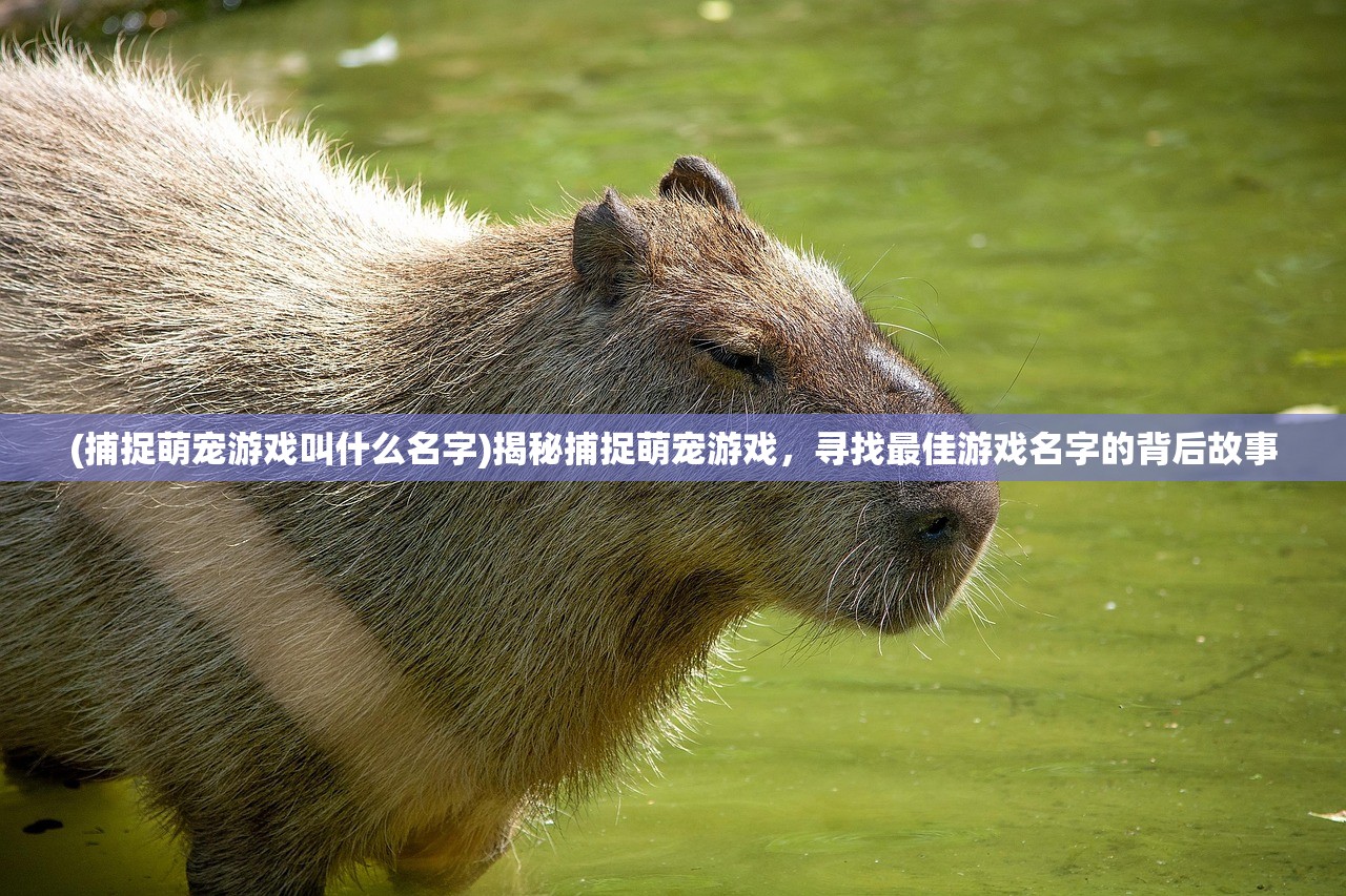 (捕捉萌宠游戏叫什么名字)揭秘捕捉萌宠游戏，寻找最佳游戏名字的背后故事