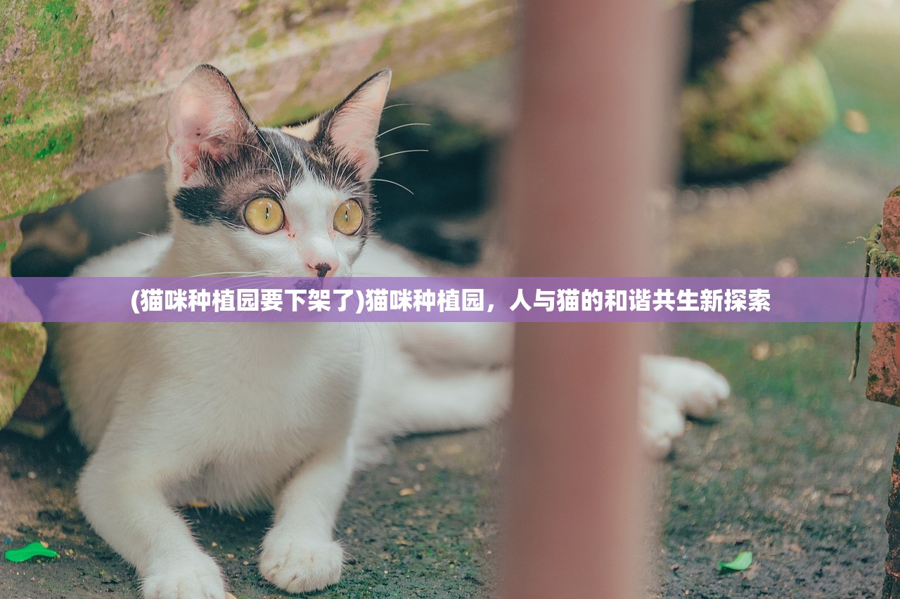 (猫咪种植园要下架了)猫咪种植园，人与猫的和谐共生新探索