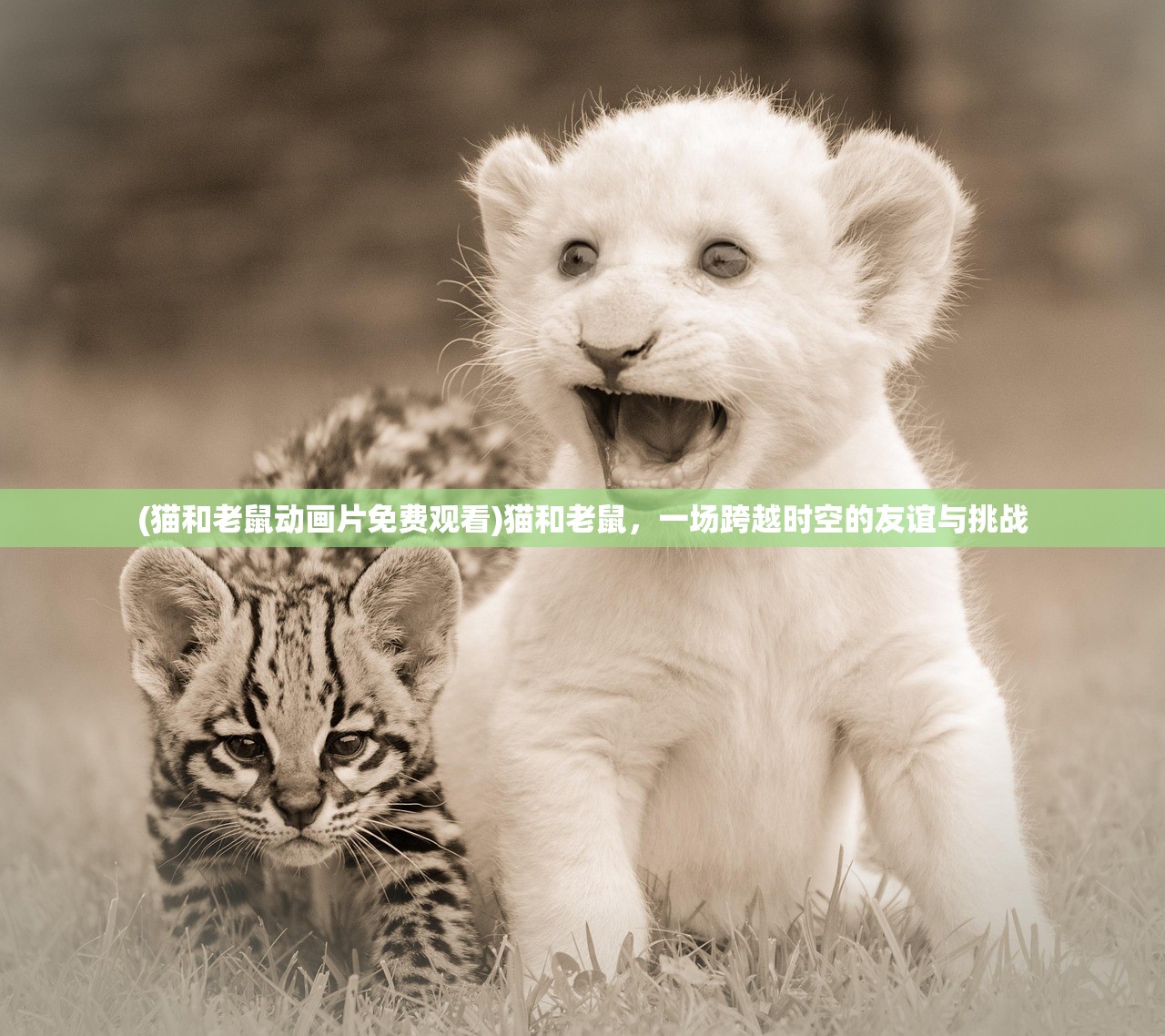 (猫和老鼠动画片免费观看)猫和老鼠，一场跨越时空的友谊与挑战