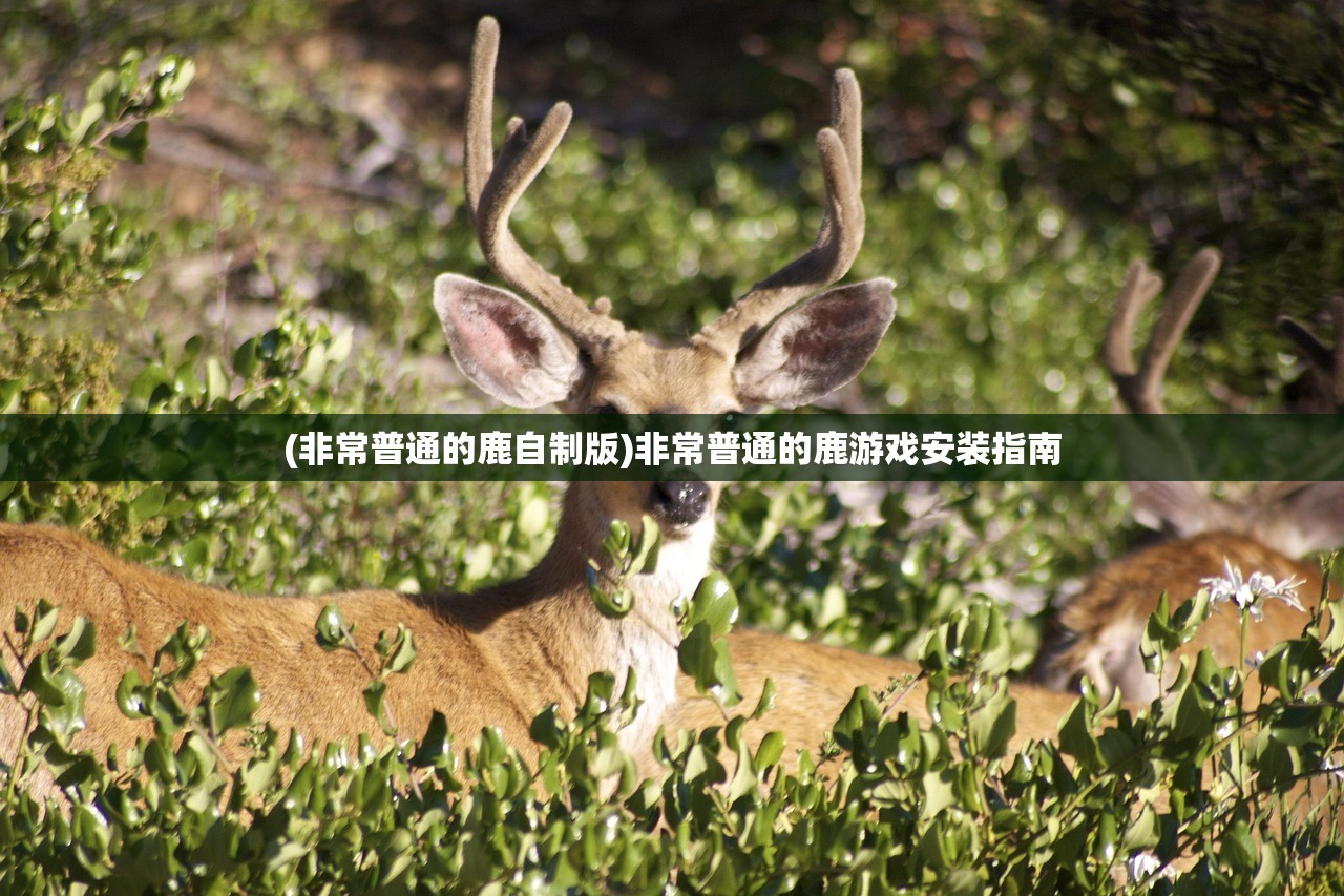 (非常普通的鹿自制版)非常普通的鹿游戏安装指南