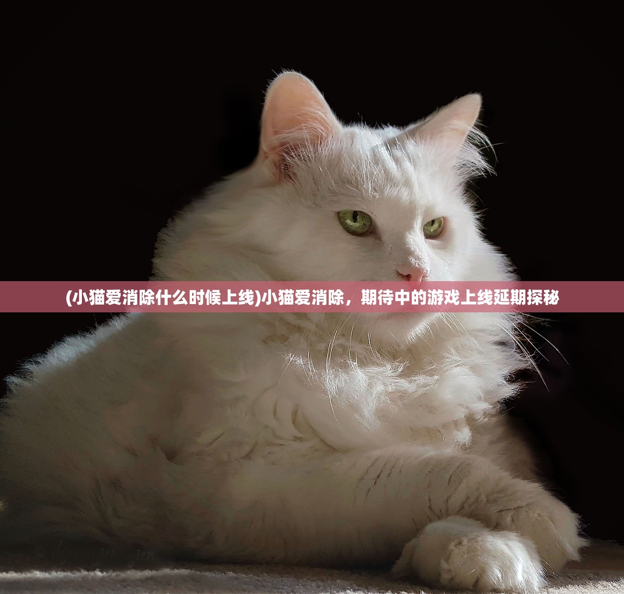 (小猫爱消除什么时候上线)小猫爱消除，期待中的游戏上线延期探秘