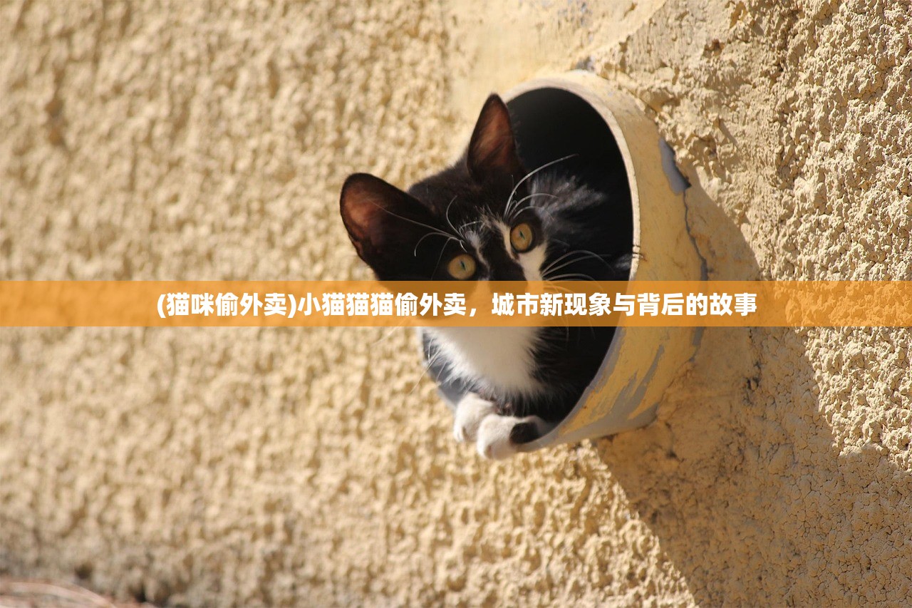 (猫咪偷外卖)小猫猫猫偷外卖，城市新现象与背后的故事