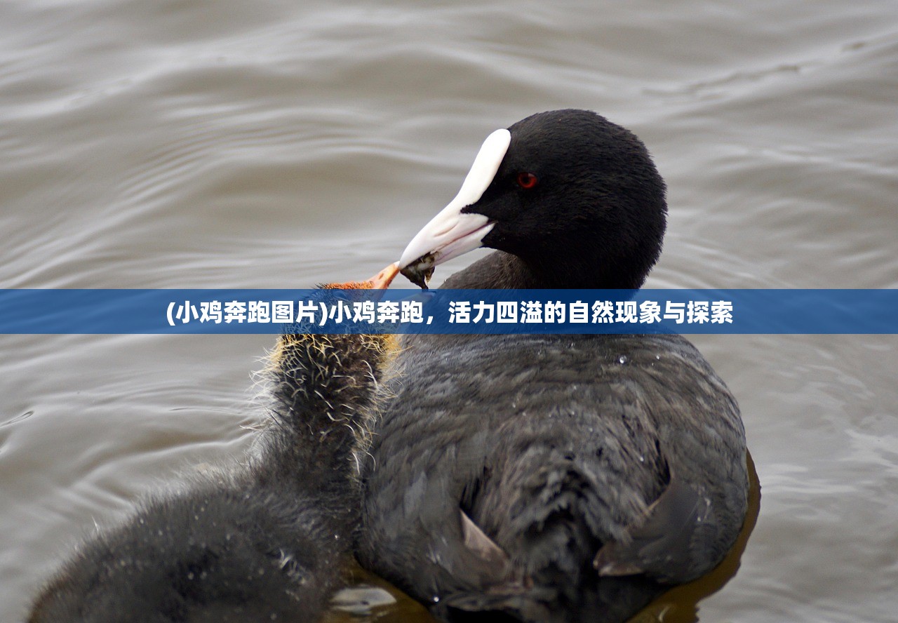 (小鸡奔跑图片)小鸡奔跑，活力四溢的自然现象与探索