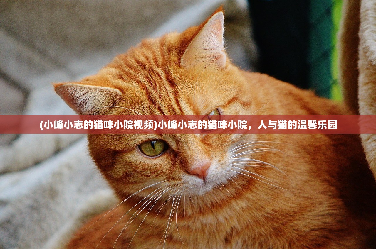 (小峰小志的猫咪小院视频)小峰小志的猫咪小院，人与猫的温馨乐园